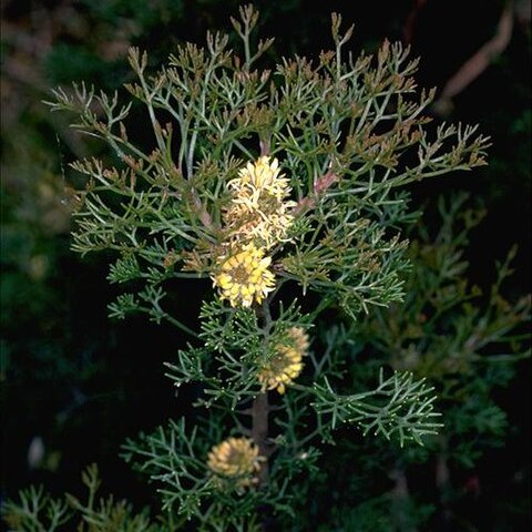 Petrophile canescens unspecified picture