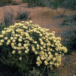 Petrophile megalostegia unspecified picture