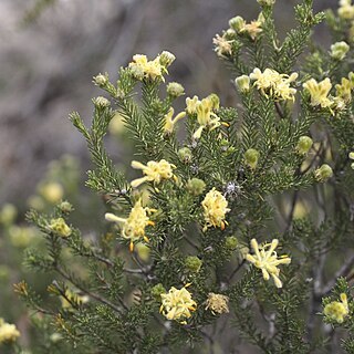 Petrophile ericifolia unspecified picture