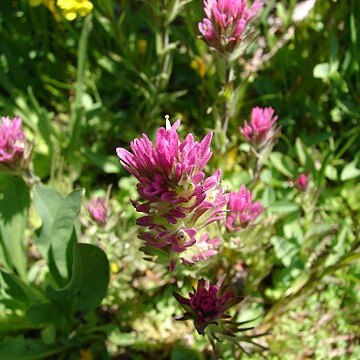 Castilleja lemmonii unspecified picture