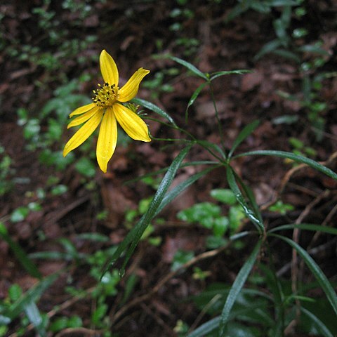 Coreopsis delphiniifolia unspecified picture