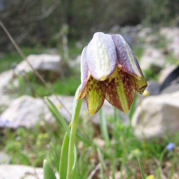 Fritillaria crassifolia unspecified picture