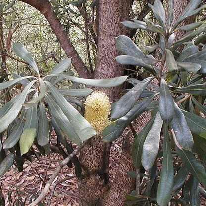 Banksia integrifolia subsp. compar unspecified picture