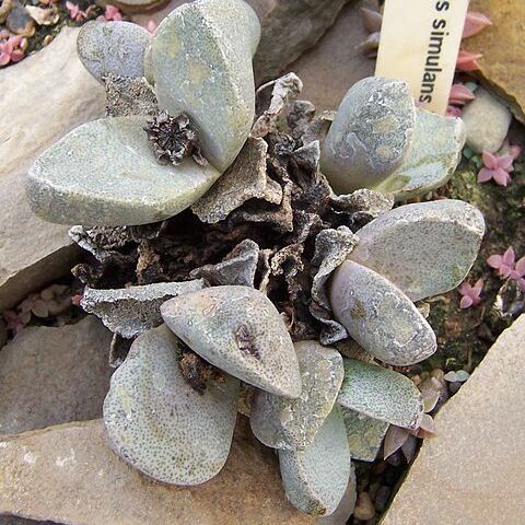 Pleiospilos simulans unspecified picture