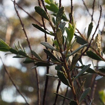 Eremophila compressa unspecified picture