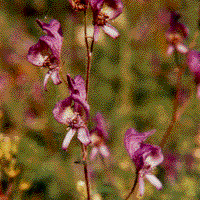 Aconitum noveboracense unspecified picture