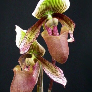 Paphiopedilum superbiens unspecified picture