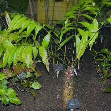 Zamia pseudomonticola unspecified picture