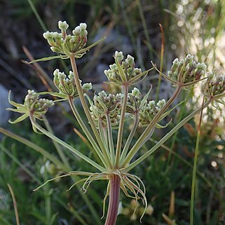 Hladnikia unspecified picture