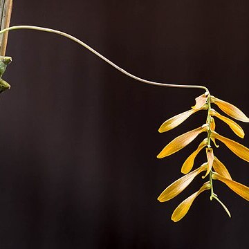 Bulbophyllum tripudians unspecified picture