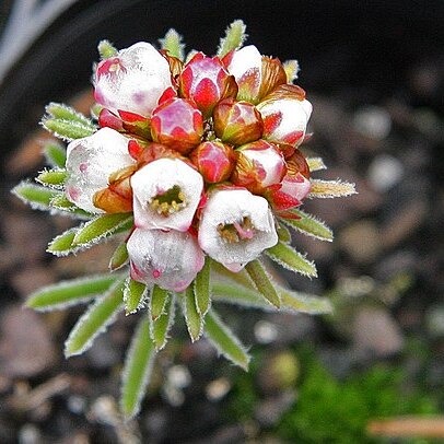 Chamelaucium drummondii unspecified picture