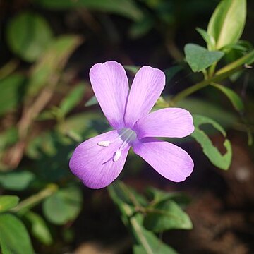 Barleria montana unspecified picture