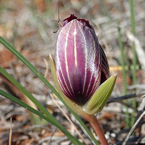 Romulea monadelpha unspecified picture