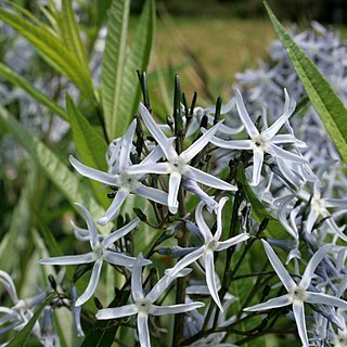 Amsonia unspecified picture