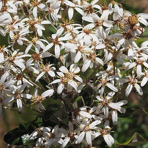 Olearia oppositifolia unspecified picture