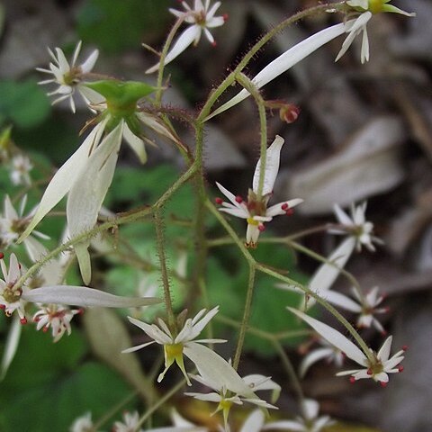 Saxifraga rufescens unspecified picture