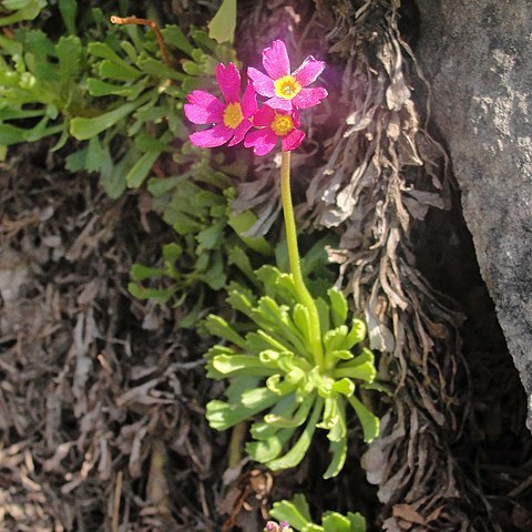 Primula suffrutescens unspecified picture