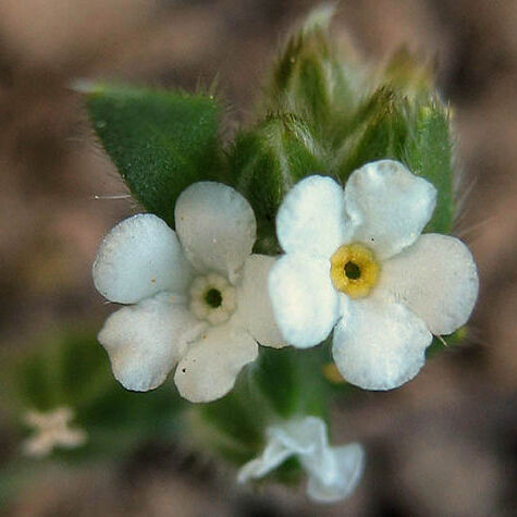 Eritrichium unspecified picture