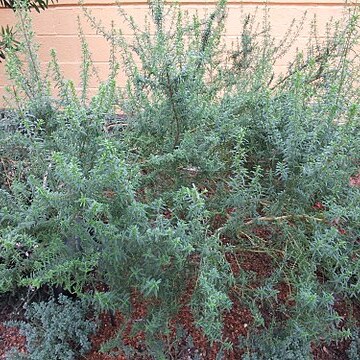 Prostanthera phylicifolia unspecified picture