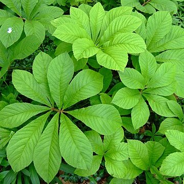 Rodgersia sambucifolia unspecified picture