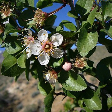 Prunus fremontii unspecified picture