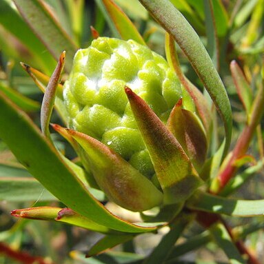 Leucadendron salicifolium unspecified picture