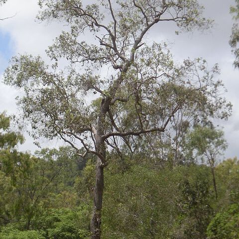 Lophostemon suaveolens unspecified picture