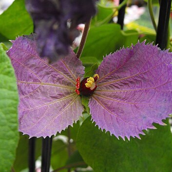 Dalechampia unspecified picture