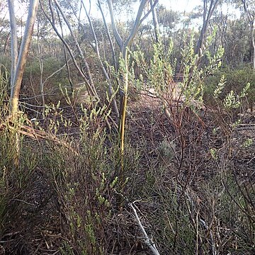 Eremophila compressa unspecified picture