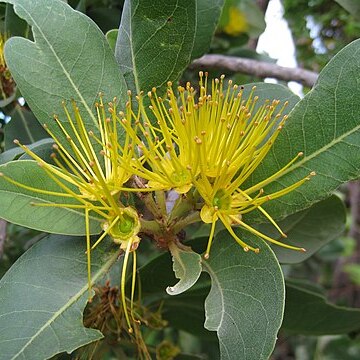 Xanthostemon paradoxus unspecified picture