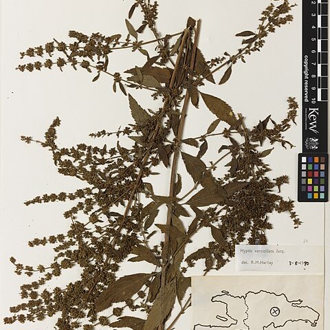 Condea verticillata unspecified picture