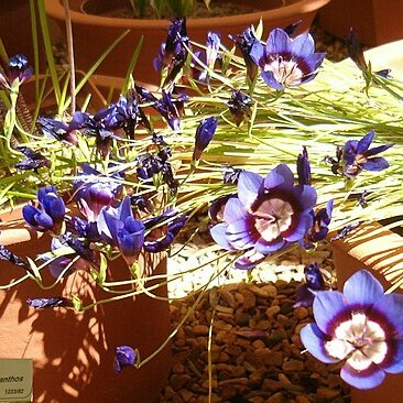 Geissorhiza monanthos unspecified picture