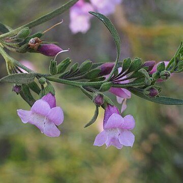 Eremophila complanata unspecified picture