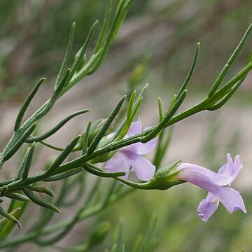 Eremophila drummondii unspecified picture