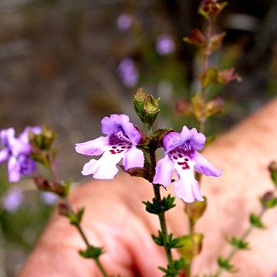 Prostanthera eurybioides unspecified picture