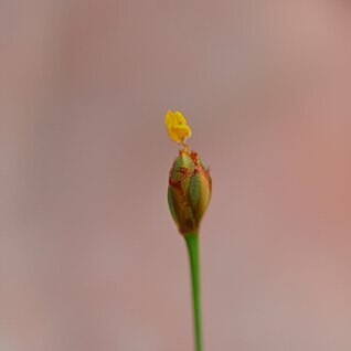 Xyris brevifolia unspecified picture