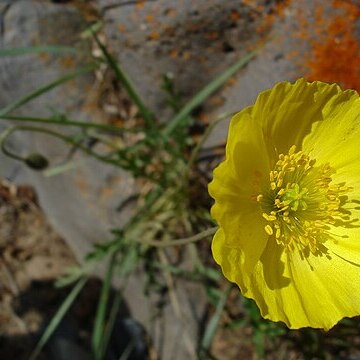 Papaver nudicaule unspecified picture