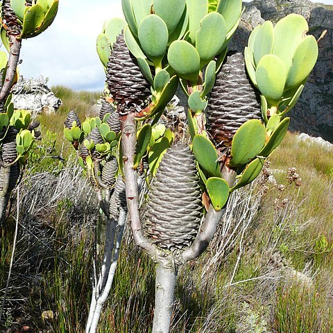 Leucadendron immoderatum unspecified picture