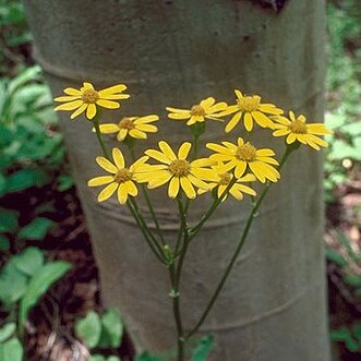 Packera streptanthifolia unspecified picture