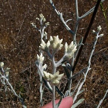 Pseudognaphalium canescens unspecified picture