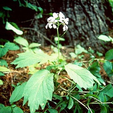 Cardamine constancei unspecified picture