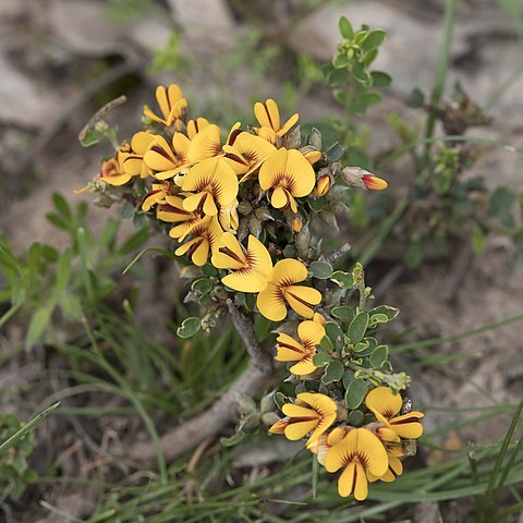 Pultenaea largiflorens unspecified picture