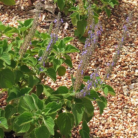 Plectranthus graveolens unspecified picture