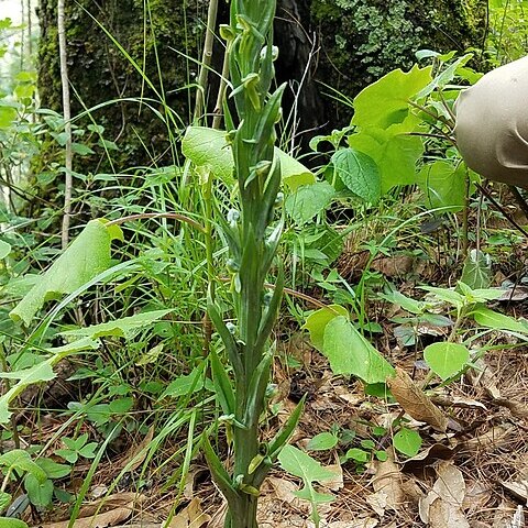 Platanthera brevifolia unspecified picture