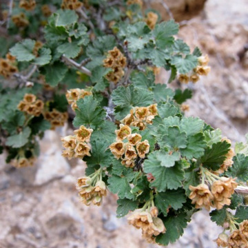 Physocarpus alternans unspecified picture