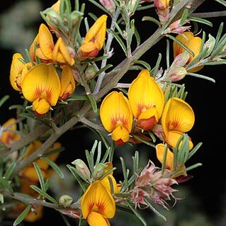 Pultenaea cinerascens unspecified picture