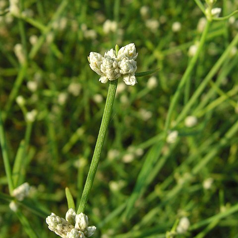 Alternanthera filifolia unspecified picture