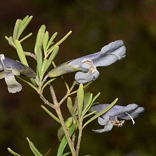 Prostanthera ringens unspecified picture