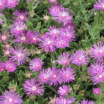 Lampranthus inconspicuus unspecified picture