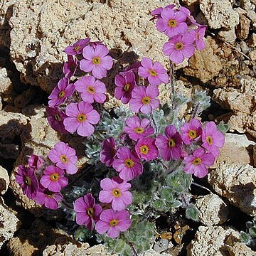 Androsace jacquemontii unspecified picture